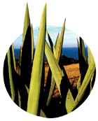 aloe-vera.jpg