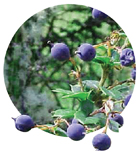 maqui-berries.jpg