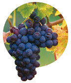 resveratrol.jpg